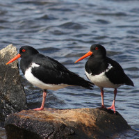 Pied Oystercatcher